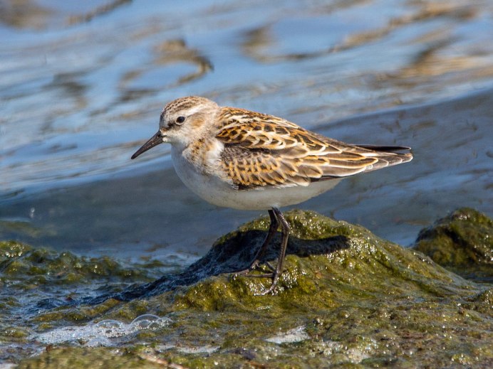 Вальдшнеп и Бекас птица