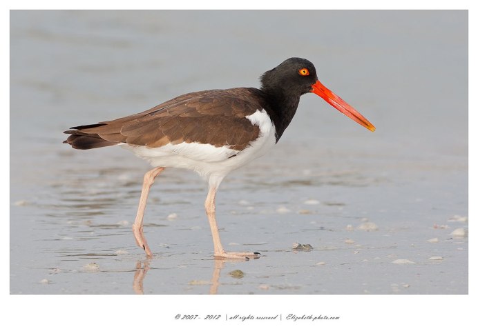 Кулик песочник птица