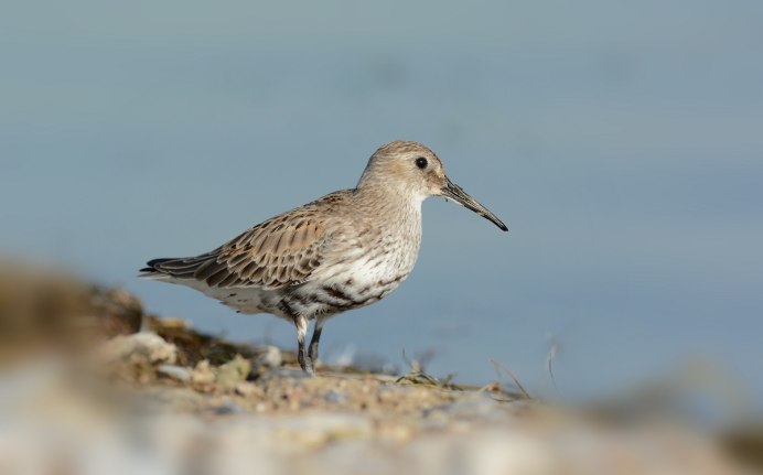 Мигрирующие Кулики