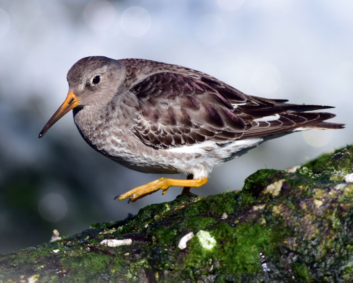 Кулик веретенник