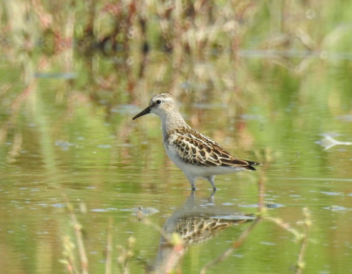 Кулик Воробей
