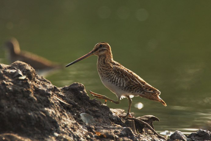 Кулик-Воробей - Calidris minuta