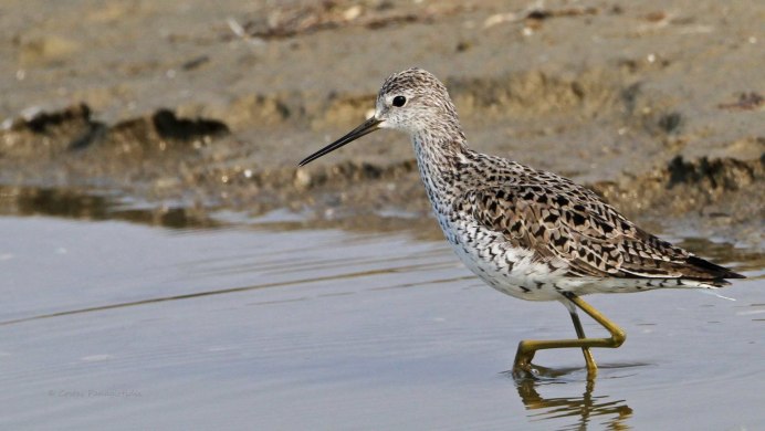 Кулик поручейник