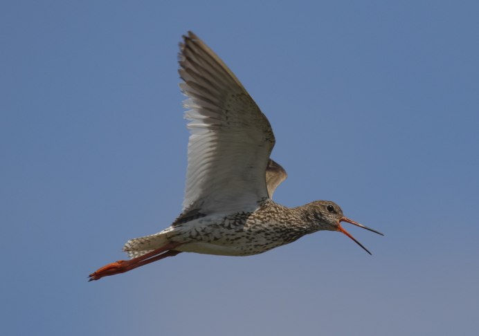 Кулик-Воробей - Calidris minuta