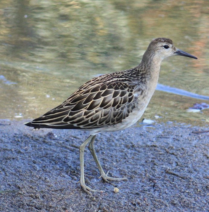 Птица Кулик Янковского