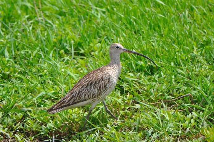 Кулик кроншнеп серпонос