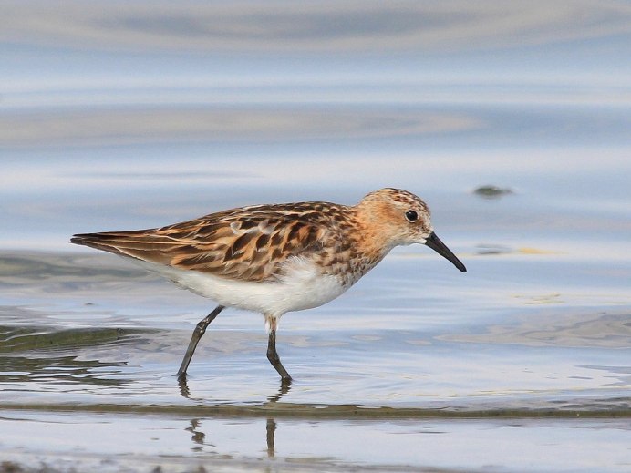 Птица Кулик фотографии
