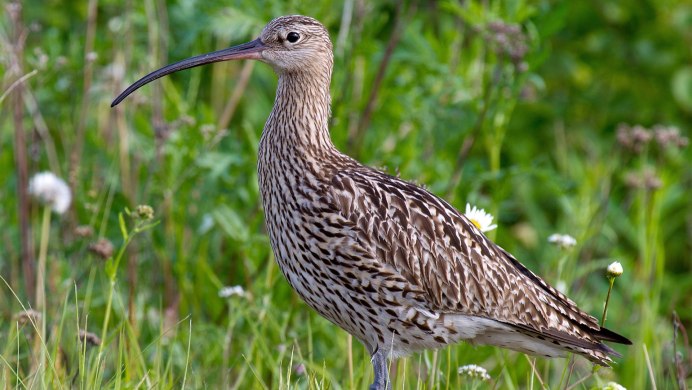 Сибирский кроншнеп