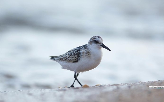 Птица Фифи Сахалинская голос