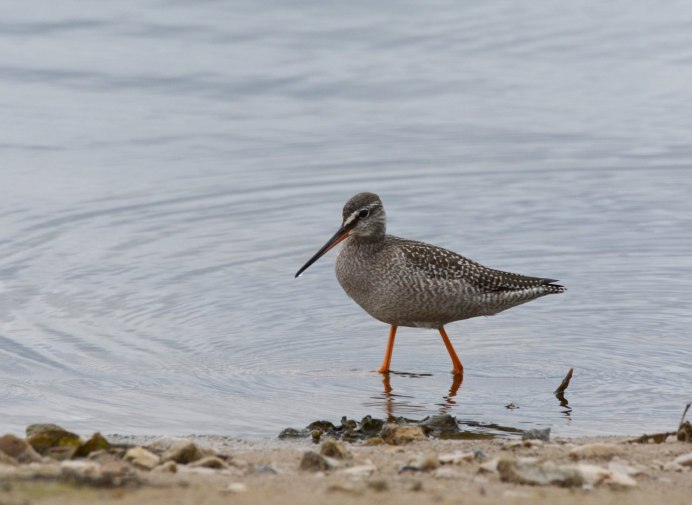 Кулик вальдшнеп кроншнеп