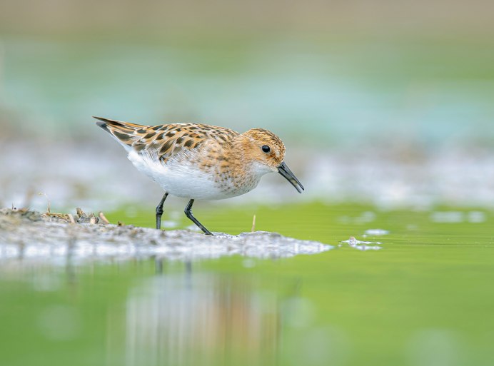 Большой веретенник птица