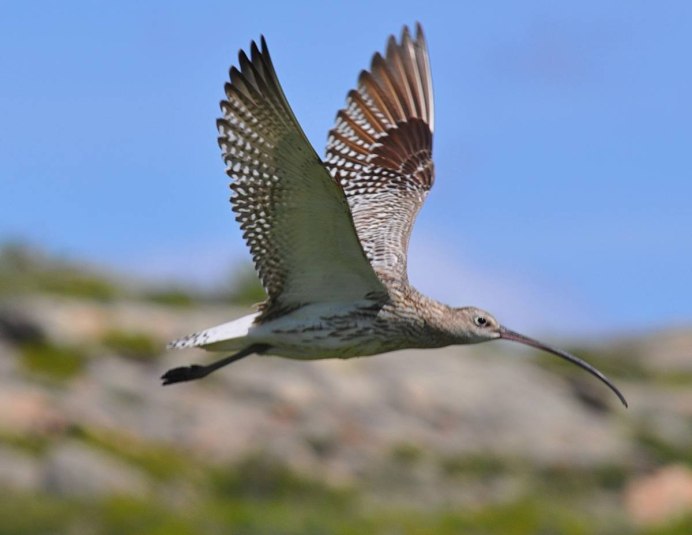 Полярный Кулик