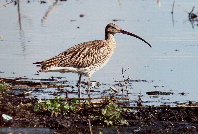 Болотная птица Бекас