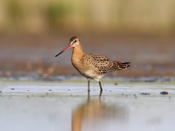 The Sandpiper Кулик Канада