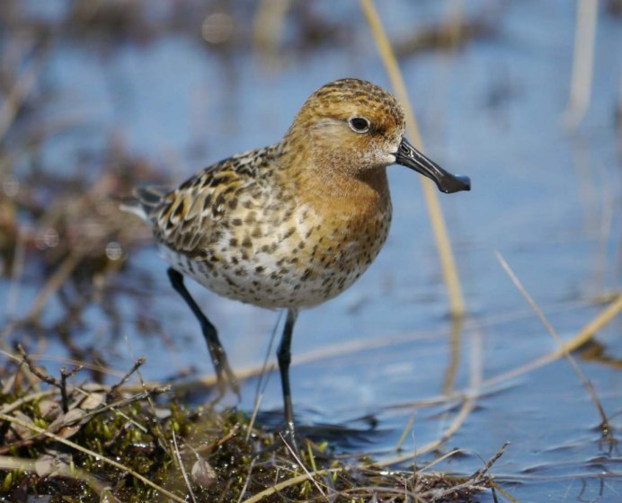 Кулик кроншнеп серпонос