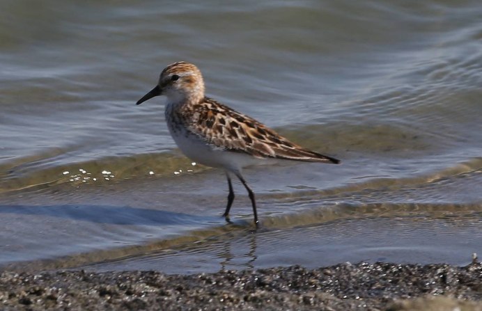 Полярный Кулик