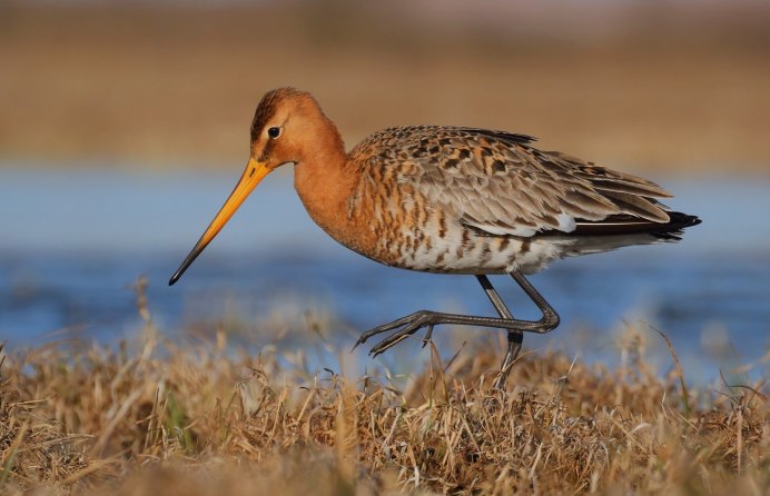 Водоплавающие птицы Кулик