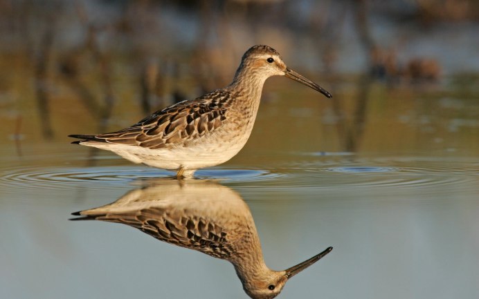 Кулик поручейник (Tringa stagnatilis)