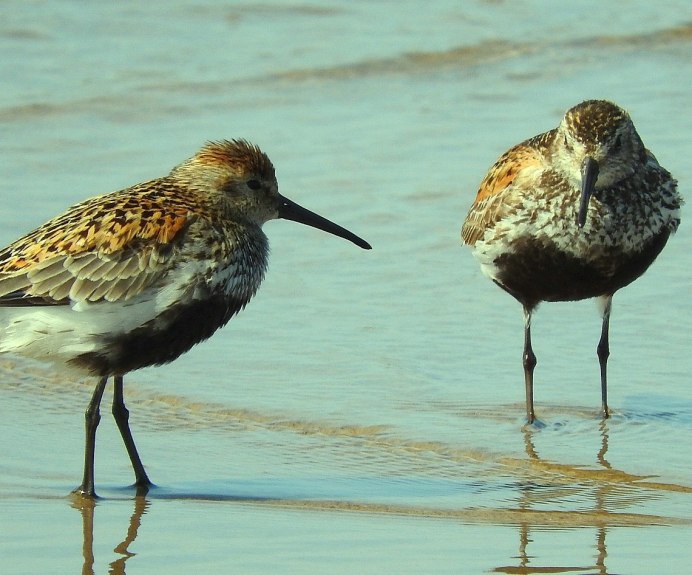 Степной средний кроншнеп