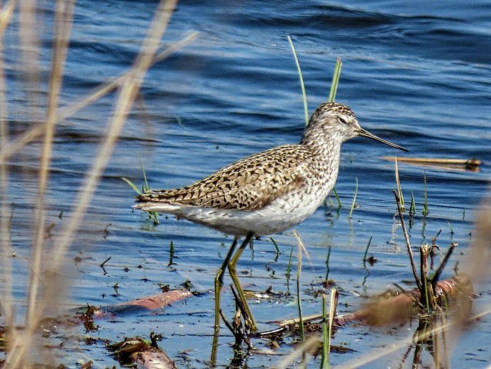 Кулик Sandpiper 1965