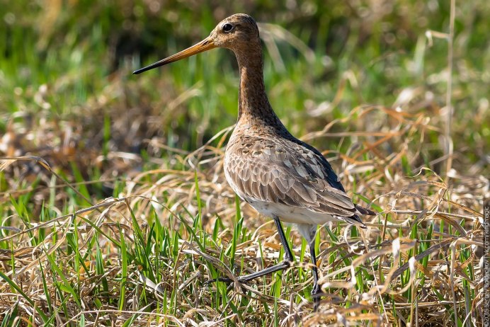 Болотная птица кроншнеп