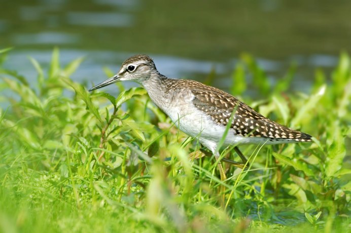 Кулик Черныш птица