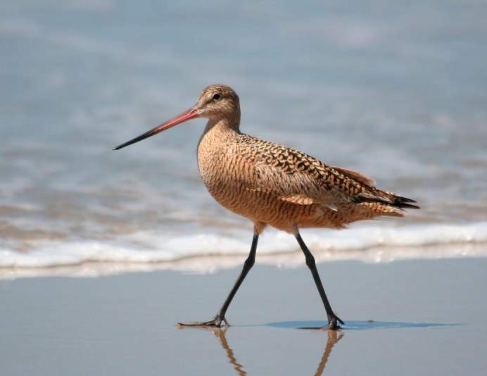 Кулик вальдшнеп