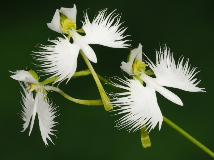 Хабенария Радиата белая цапля. Habenaria Radiata