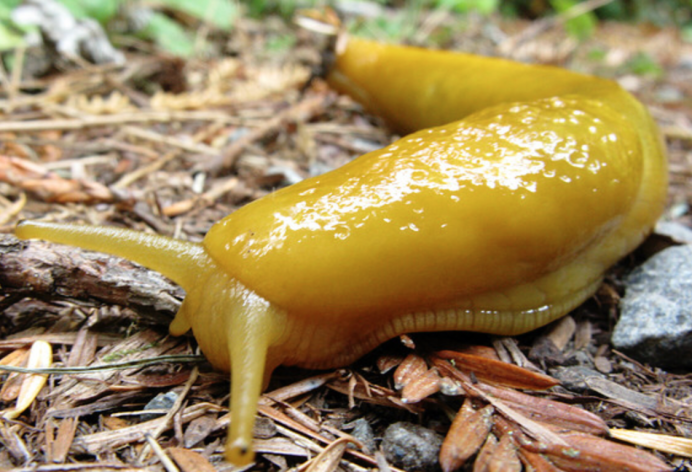 Bielzia coerulans