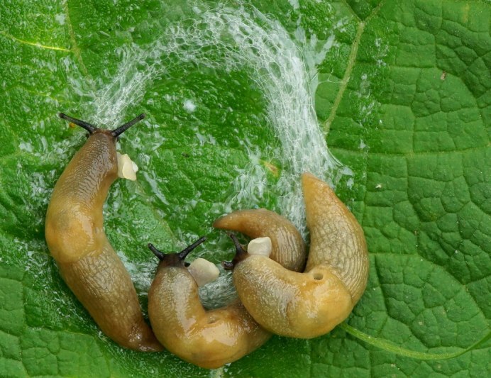 Bielzia coerulans