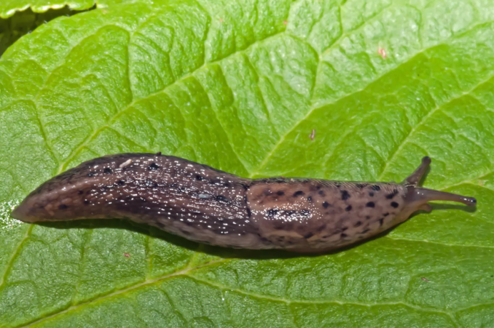 Limax СЛИЗЕНЬ