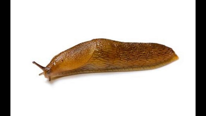 Улитка Arion subfuscus