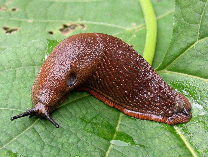 СЛИЗЕНЬ Limax Maximus леопардовый