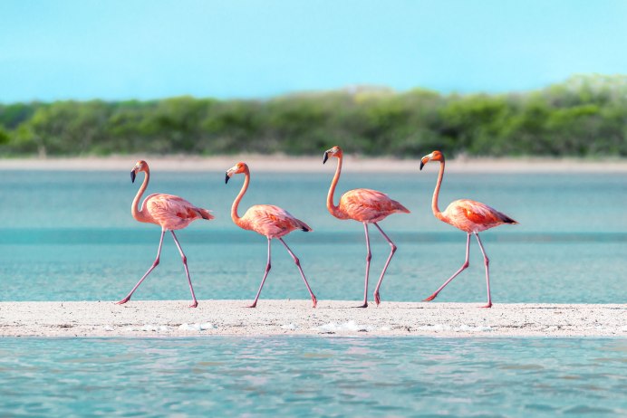 Ростовский заповедник Фламинго