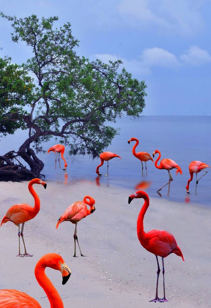 Фламинго в природе