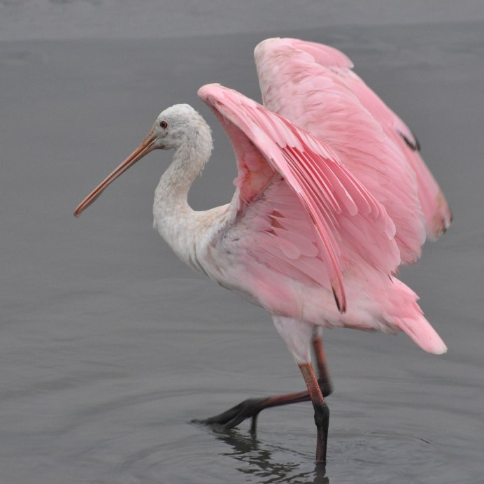 Фламинго в природе