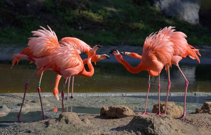 Розовый Фламинго