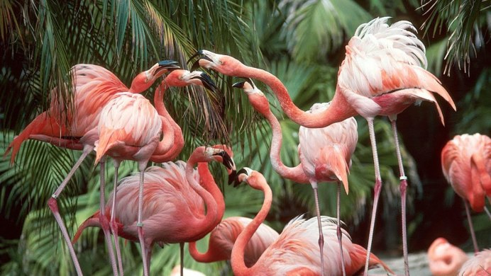 Фламинго в тропическом лесу