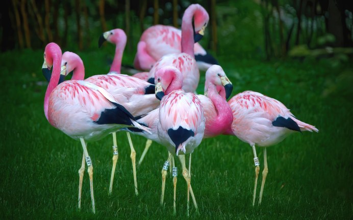 Астрахань розовый Фламинго