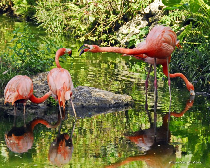 Фламинго Набрань