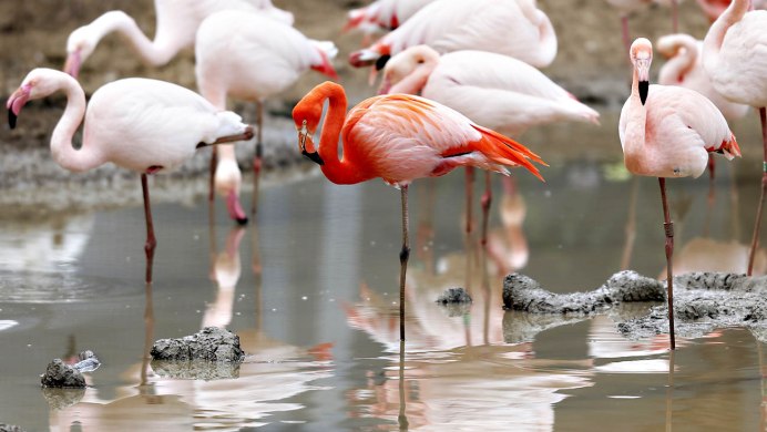 Розовый Фламинго Франция на