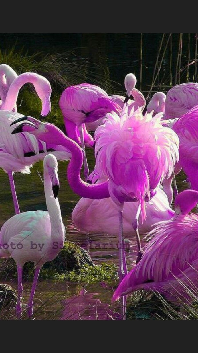 Фламинго сиреневый