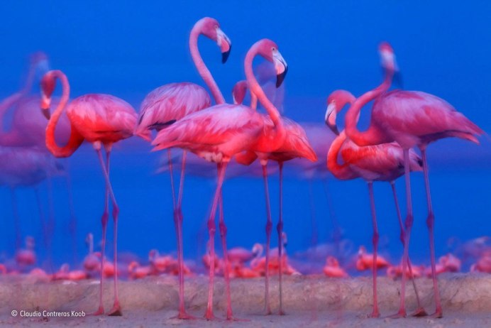 Фламинго в природе