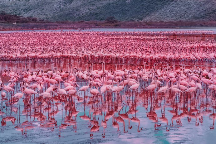 Кения розовые Фламинго