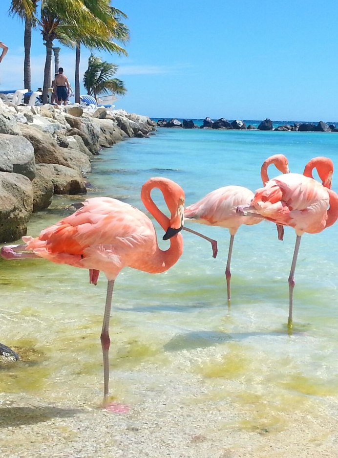 Розовый Фламинго на море