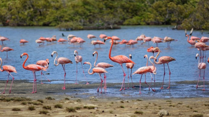 Фламинго в саванне