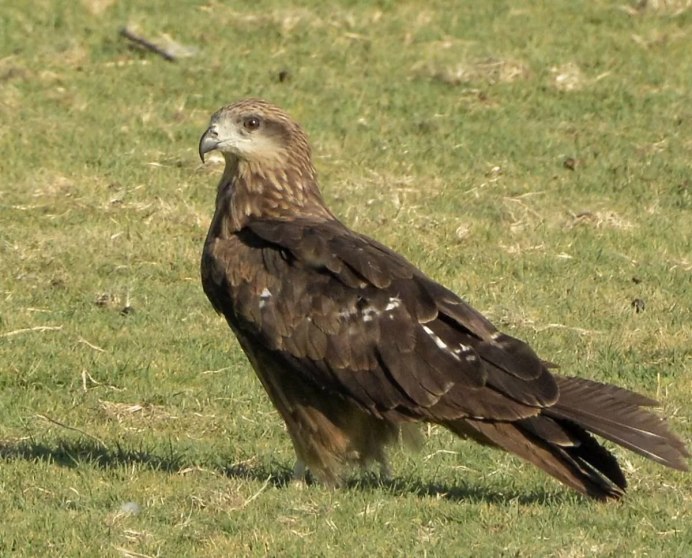 Красный Коршун Milvus Milvus