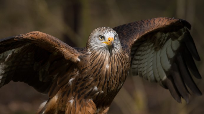 Красный Коршун Milvus Milvus
