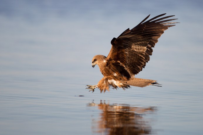 Black Kite Milvus Migrans