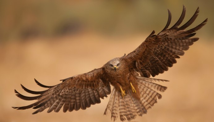 Красный Коршун Milvus Milvus